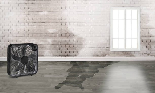 Best Water damage contractors near me  in Monterey, TN