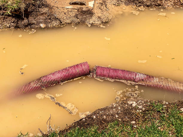 Best Local water damage restoration  in Monterey, TN